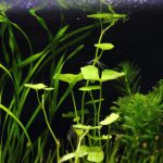 植栽から5日目　アマゾンチドメグサ